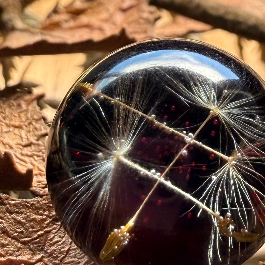 Vista cercana de anillo Cucao con semilla de diente de león