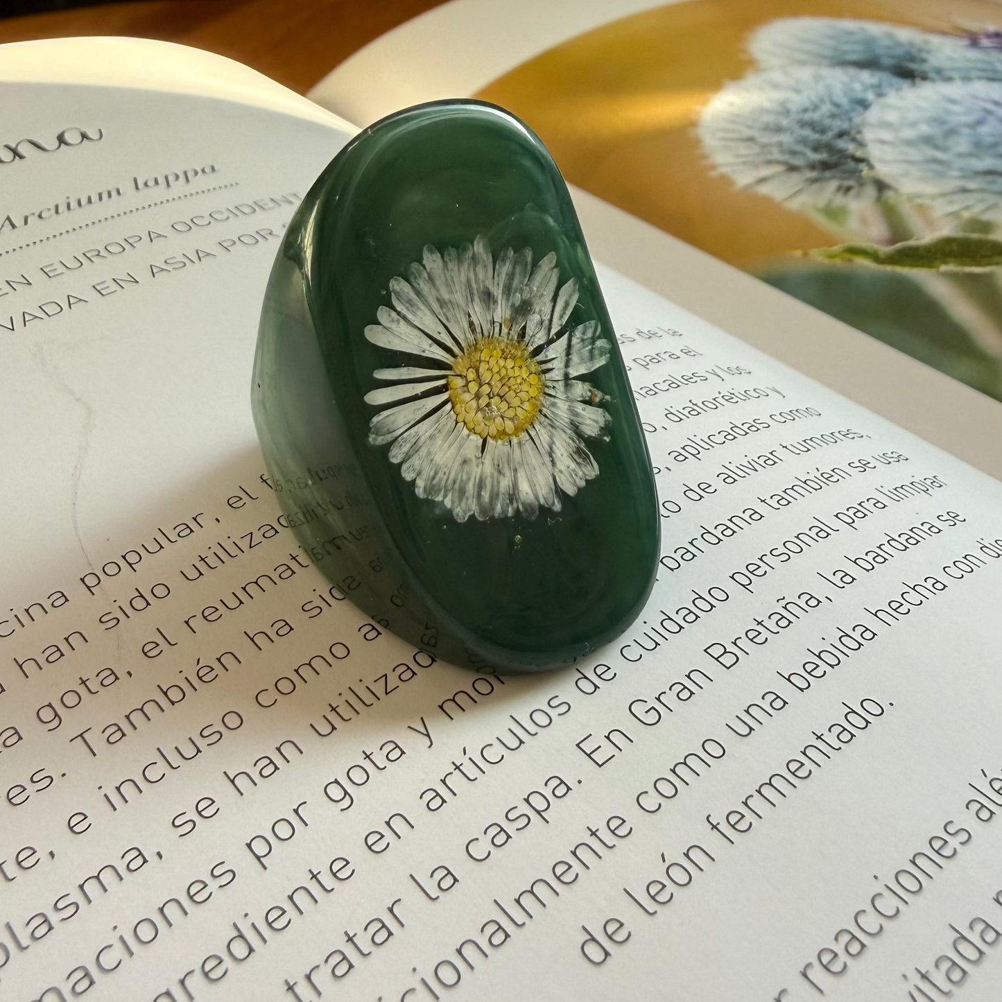 Anillo petri manzanilla